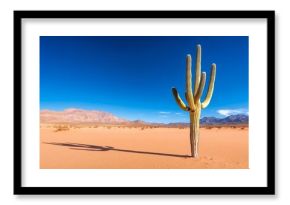 Large Saguaro Cactus casting a long shadow in the Sonoran Desert