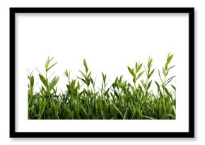 Vibrant green tarragon herb plants on black backdrop, cut out transparent