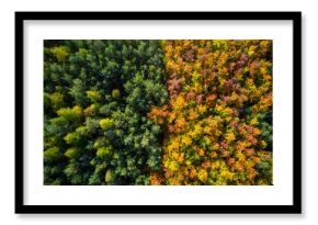 Green and yellow foliage in autum season forest, aerial drone view