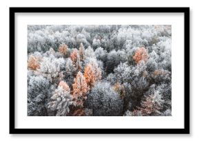 Colorful forest with rime and snow in winter in Poland.