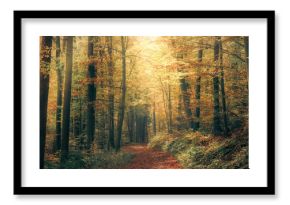 Harmonic autumn scenery in a colorful beech forest, with a footpath and a beam of soft light in tranquil misty atmosphere