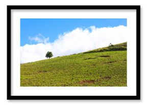 Uma árvore solitária num monte. 