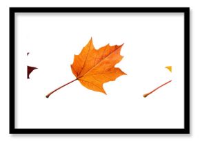 Autumn maple leaves set, Isolated PNG with Transparent Background