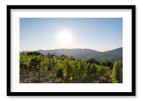 Vineyard landscape. Wine agriculture. Nature trees, mountain and blue sky. Vine grape farm.