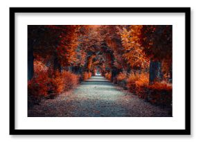 autumn alley .tree alley in the park in autumn time 
