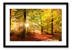 Sunlit path in a park before sunset