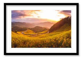 Panorama of Tung Bua Tong forest park at sunset