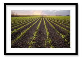 young corn plants on cornfield against sunset.