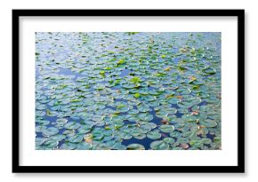 Lily pad background. Nature background of lily pad. Background of lily pad in pond. Water lily leaves in pond water. Beautiful leaves of lotus flower