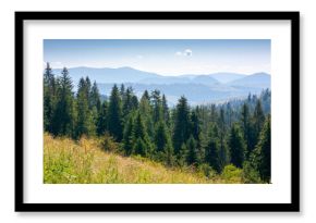 forest on the grassy meadow in mountains. beautiful sunny landscape with spruce trees on the hillside. wonderful scenery of carpathian mountains in summer forenoon. view in to the valley