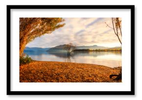 Wanaka tree on Lake Wanaka between yellow foliage tree at New Zealand