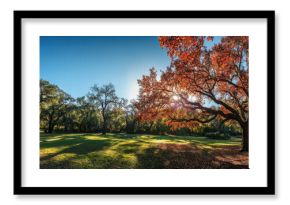 Majestic oak tree with autumn foliage in a sunlit park, casting long shadows on the green grass, a peaceful autumn scene. : Generative AI