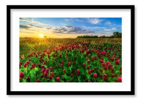 Beautiful sunset over field of blossoming clover incarnate