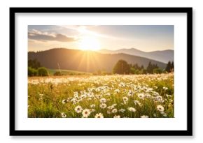 Late summer country landscape with daisies meadow and sunbeam