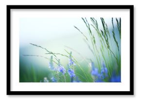 Green grass with wild blue flowers in the mountains at sunset. Beautiful summer landscape.