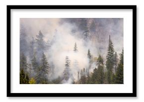 Forest Fire Smoke Rising in the Pines of Squamish, British Columbia, Canada