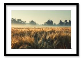 Old image of a summer morning in a Polish rye field