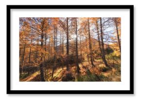 Mountain larch forest in autumn