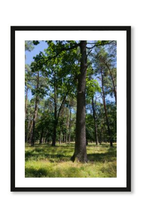 A tall oak tree trunk stands prominently in the foreground of a sparse mixed forest with green canopies and sunlit grassy ground under a blue sky.