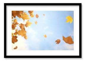 Autumn leaves backgrounds outdoors nature.