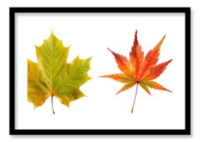 PNG Colorful autumn maple leaves variety, element set on transparent background
