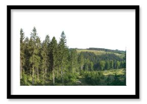 spruce tree forest landscape with sky isolated on white or transparent png