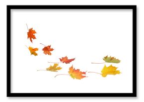 A set of vibrant red, orange and yellow autumn maple leaves isolated on transparent background. Fall designs. Thanksgiving themes, backgrounds, and patterns.