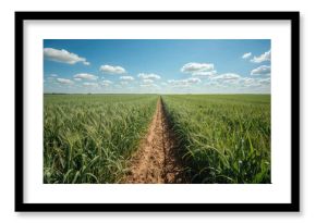 Freshly plowed wheat farmland under a bright sunny sky, summer scenery, nature and greenery, agricultural landscape