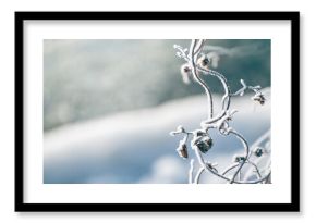 Frost-covered plants on the shore of lake at foggy sunrise. Winter landscape