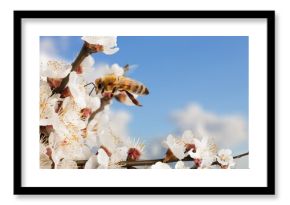 bee honey on tree flower at srping background