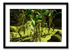Withering corn plants stand in arid soil, showcasing the effects of drought. The scene captures dry conditions with sparse vegetation and rocky terrain under bright sunlight.
