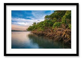 Various perspectives of mangrove trees at dawn and twilight hours