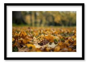 Numerous ginkgo leaves scattered across the earth
