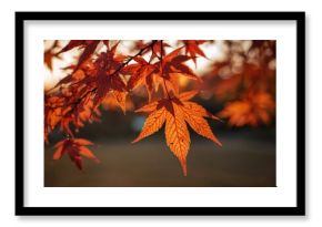 Autumn scene with bright orange Japanese maple foliage