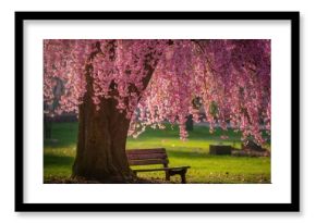 Blooming Judas tree in early spring