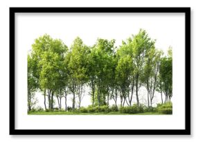 PNG Group of trees forest landscape outdoors.