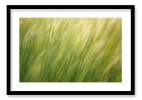 Abstract blurred backdrop with lively summer greenery