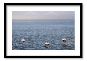 Three pelicans in flight over the ocean in front of the Ravenal bridge in Charleston, South Carolina. 