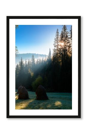mountainous rural landscape of romania in autumn. scenic view. foggy sunrise. transylvania countryside scenery in fall season. haystacks on field in shade of fir forest. wonderful carpathian highland