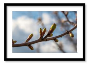 Close-up macro photograph of tree branches with spring buds