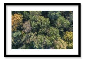 Aerial autumn forest with many trees and leaves on the ground. The leaves are yellow and brown. trees are tall and spreading. Autumn forest background view from above, drone photo
