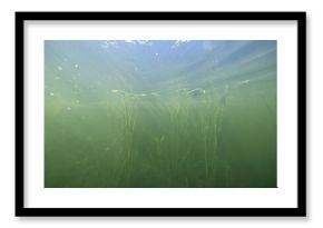 underwater photo, swamp pond or river, green freshwater background, green algae plankton, dirty water blooms