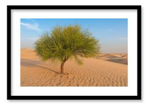 Desert sand dunes featuring drought-tolerant Ghaf trees (Prosopis cineraria) thriving in arid regions.