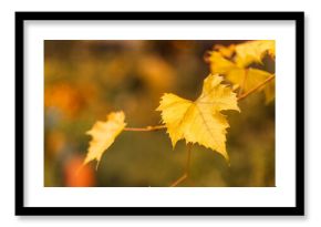 Golden grape leaves with blurred autumn garden background