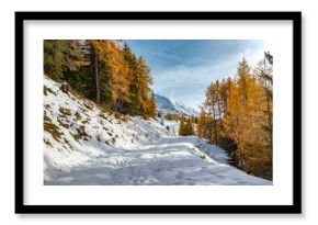 larch forest with golden needles bordering a path covered in snow and mountain peak in the background in tarentaise valley