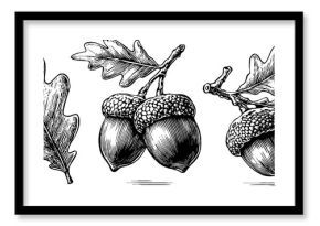 Vintage oak leaf and acorn cluster illustrations for retro design projects