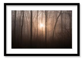 Misty woodland bathed in early sunlight, seasonal change