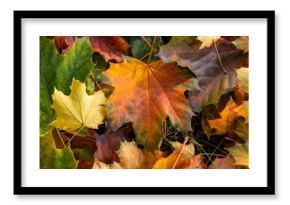 Autumn Leaves Carpet: Vibrant Foliage and Colorful Ground Cover in Fall Palette
