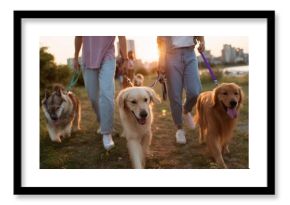 Walking dogs at sunset near a city park with friends and happy pets