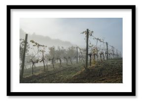 Beautiful misty early morning vineyard landscape. Farm winery covered with cold autumn fog in Italian countryside, showcasing tranquil rural scenery and agricultural beauty of late October. Tuscany.